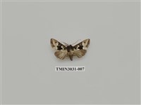 藏品(夜蛾687)的圖片